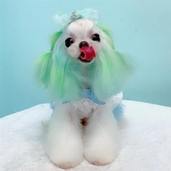 哟吧小美·猫咖·宠物:徐州市云龙区万达广场附近