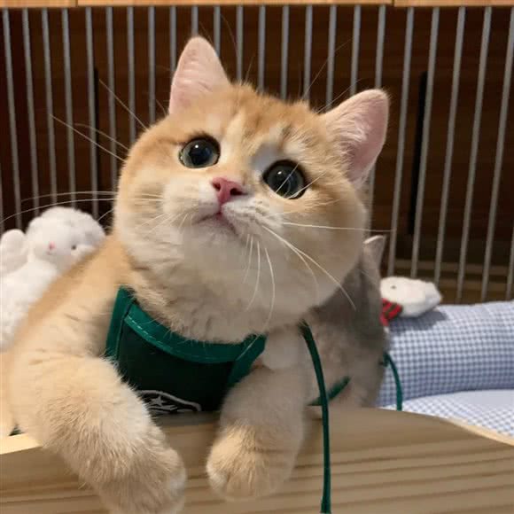 墨小小?宠物美容工作室:徐州市云龙区万达广场附近