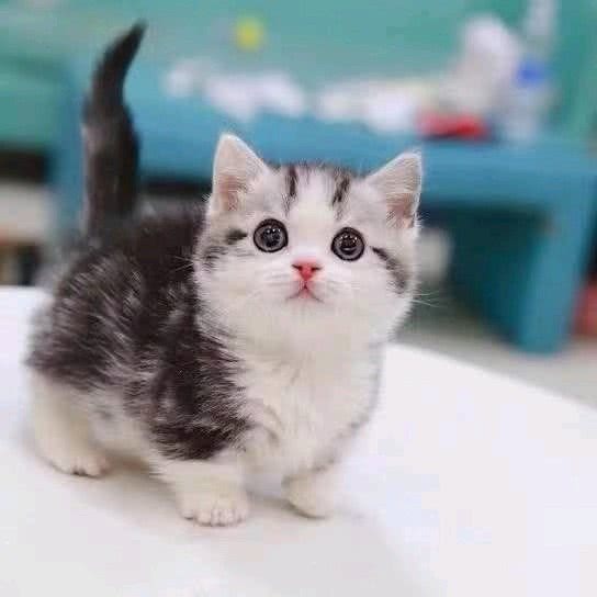 Miss Kitty猫舍 –猫咪售卖:徐州市贾汪区贾汪区附近