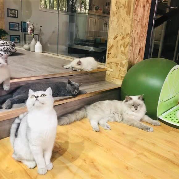 爱酱家宠物店·猫咖·猫咪体验生活馆:徐州市泉山区凤鸣路附近