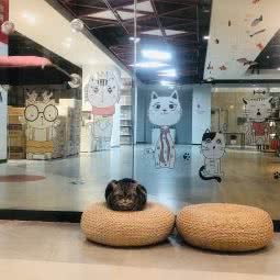 雍友喵屋:常州市天宁区中凉附近