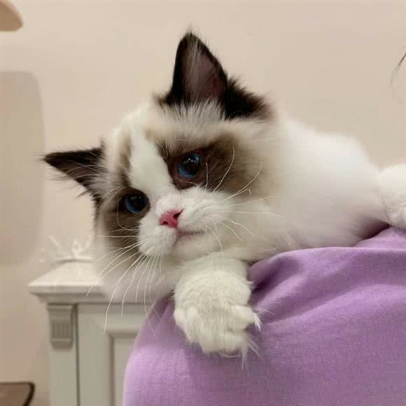 叮铛猫_猫舍_犬舍:北京城区通州区梨园附近