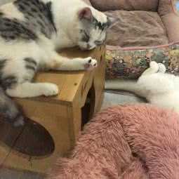 BABYCAT宠物店:常州市钟楼区南大街附近
