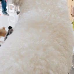 雨萌宠物店:常州市钟楼区蓝天花园附近