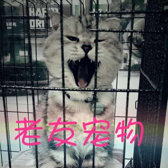 老友宠物生活馆:常州市钟楼区怀德路附近