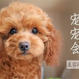 宠爱宠物会所:常州市钟楼区怀德路附近