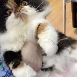 miaowu宠物会所:常州市新北区常发广场附近