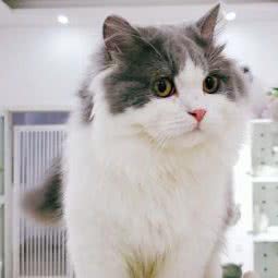 猫圈宠物生活馆:常州市武进区河苑附近