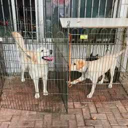 爱犬吧生活馆:常州市武进区古方路附近