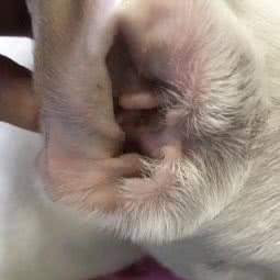 灵光宠物:苏州市虎丘区枫桥地区附近