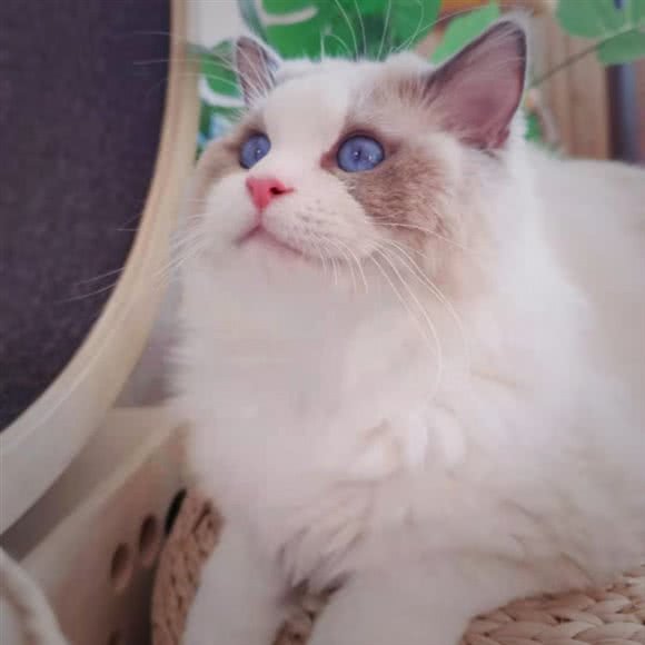 木头猫生活馆:苏州市虎丘区汇金新地附近
