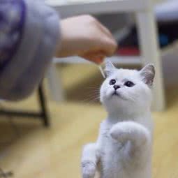 小卓私家萌猫阁:苏州市吴中区木渎地区附近