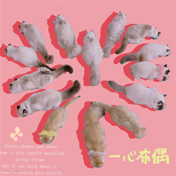 一心布偶猫舍·吸猫撸猫·猫咖:苏州市吴中区长桥地区附近
