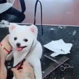 魔鬼爱美丽宠物店:苏州市吴中区长桥地区附近