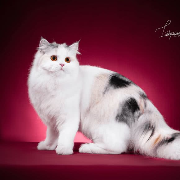 猫满楼·猫舍·猫咖·萌猫专售:苏州市吴中区越溪/SM广场附近