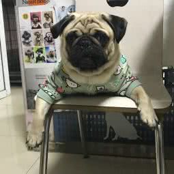reddingo宠物用品:苏州市吴中区郭巷镇附近