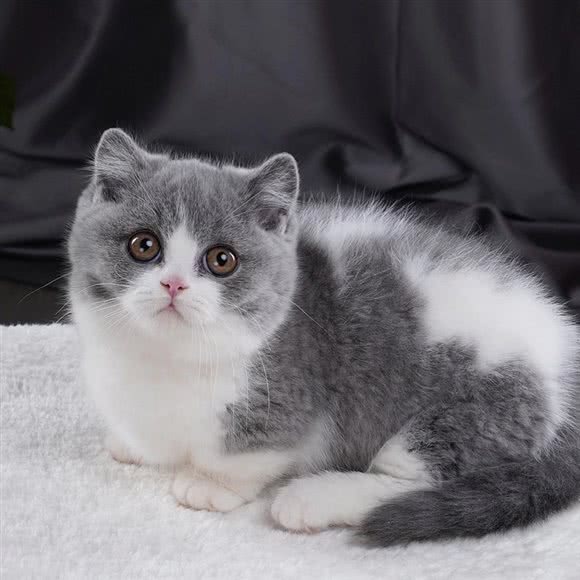 喵汪宠猫舍·犬舍(吴中店):苏州市吴中区郭巷镇附近