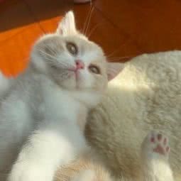 ture love cat:苏州市吴中区郭巷镇附近