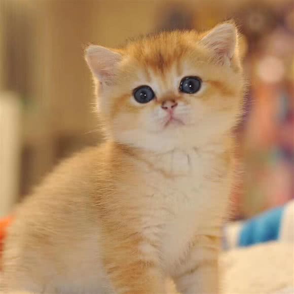 壹佳猫咖·猫舍·犬舍:苏州市吴中区吴中南附近