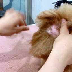 咪哆犬舍:苏州市吴中区吴中南附近