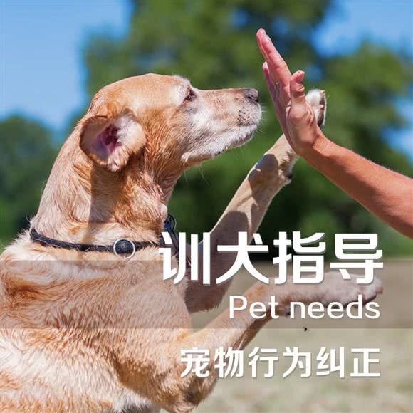 宠物寄养训练学校:北京城区通州区宋庄附近