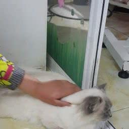 小脚丫宠物馆:苏州市相城区繁花中心附近