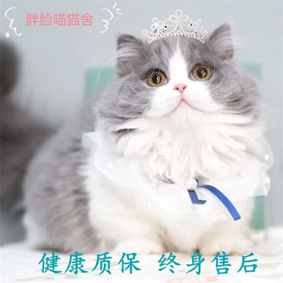 胖脸喵·矮脚曼基康拿破仑·猫舍:苏州市姑苏区观前街地区附近