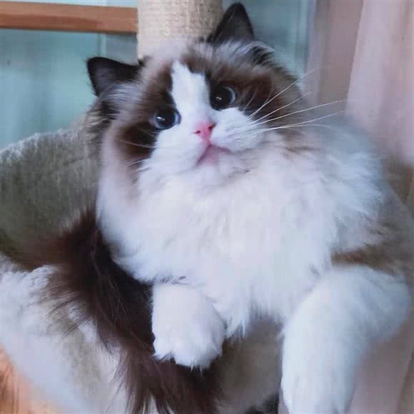 喵皇室布偶猫舍:北京城区通州区宋庄附近
