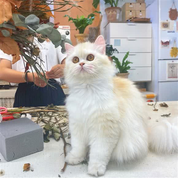 morning猫柠·猫咖·猫舍:苏州市姑苏区十全街/凤凰街附近
