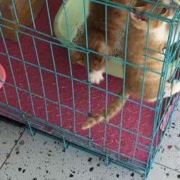 小犬一郎宠物生活馆:苏州市姑苏区拙政园附近