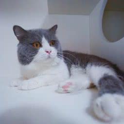 猫妮宠物生活馆:苏州市姑苏区留园/来客茂生活广场附近
