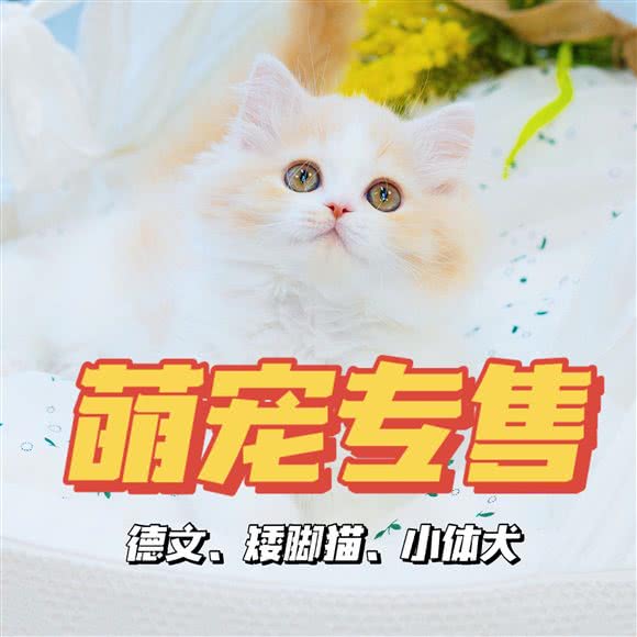 心宠屋·矮脚猫·茶杯犬舍:苏州市姑苏区火车站地区附近