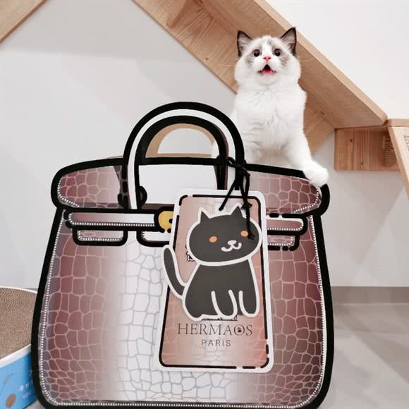 吴江喜猫喜狗宠物会所:苏州市吴江区太湖新城镇附近