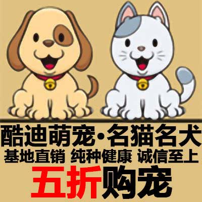 酷迪萌宠·宠物猫狗活体售卖(三里屯店):北京城区朝阳区三里屯/工体附近