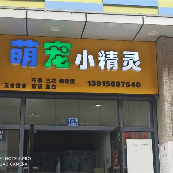 萌宠小精灵:苏州市张家港市杨舍镇附近