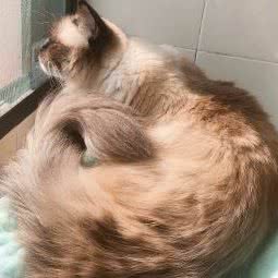 睡睡猫咪生活馆:苏州市张家港市杨舍镇附近