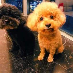 派斯宠吧PETS BAR:苏州市昆山市玉山镇附近