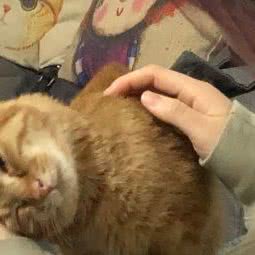 遇见它宠物生活馆:苏州市昆山市花桥镇附近