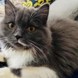 滚滚猫咪寄养喂猫(花桥店):苏州市昆山市花桥镇附近