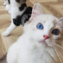 爱萌猫舍:苏州市昆山市花桥镇附近