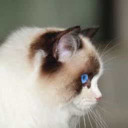 月光猫布偶猫舍:苏州市昆山市花桥镇附近