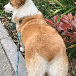 小马犬业(锦溪店):苏州市昆山市锦溪镇附近