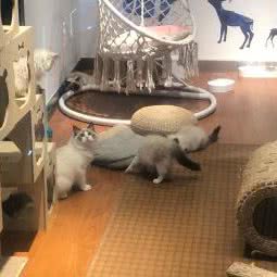 privatecat私人名猫室:南通市崇川区大学城附近