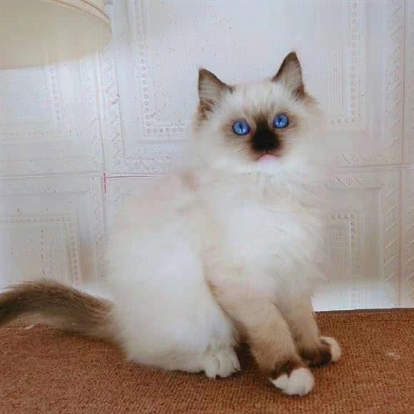 猫亓舍:连云港市海州区海昌路附近
