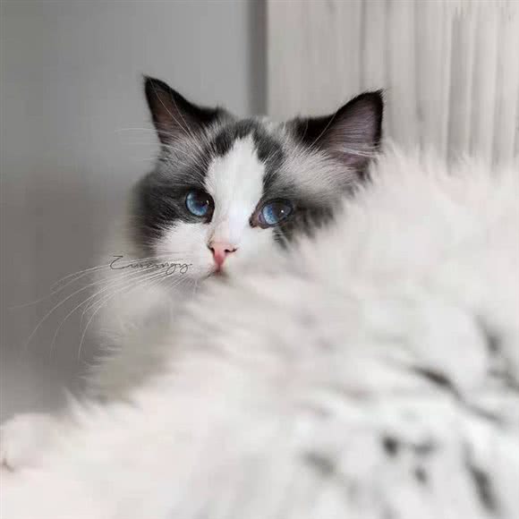 猫堂社·地下吸猫场所·猫咖:连云港市海州区通灌路附近