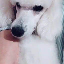 多乐宠物:北京城区顺义区后沙峪附近