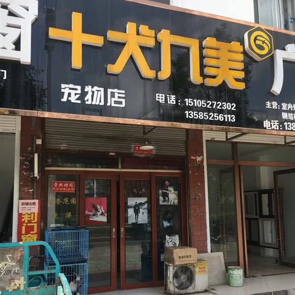 十犬九美:扬州市广陵区解放桥/江都路附近