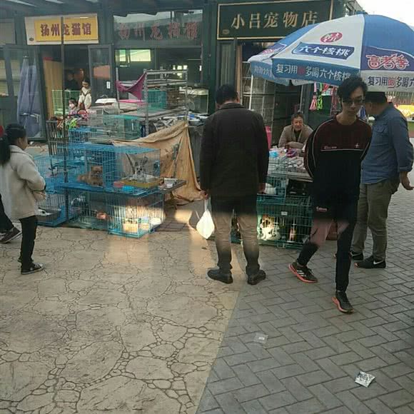 小吕宠物店:扬州市邗江区竹西御龙湾商业广场附近