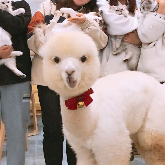 狗富贵·一家可以撸羊驼的猫咖(万达店):扬州市邗江区万达广场附近