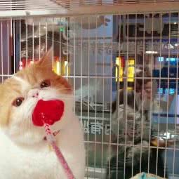 猫猫屋:镇江市京口区丁卯开发区附近
